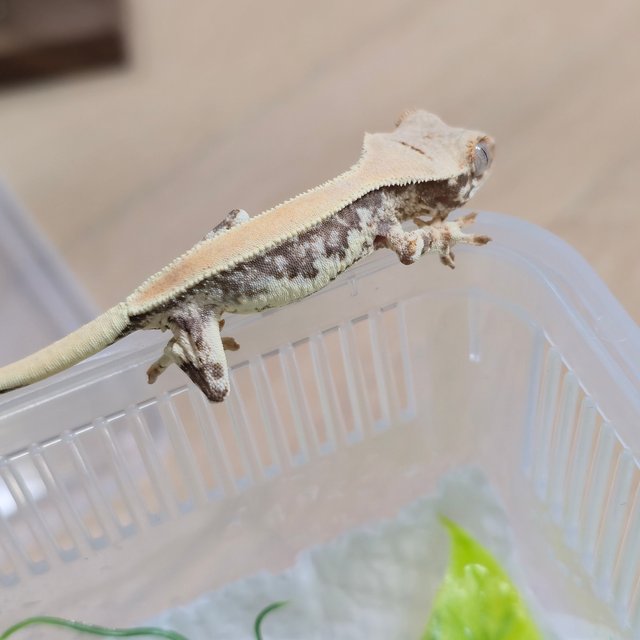 릴리화이트 솔리드백