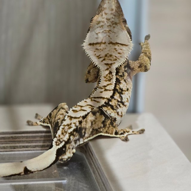 트라이 익스트림할리퀸