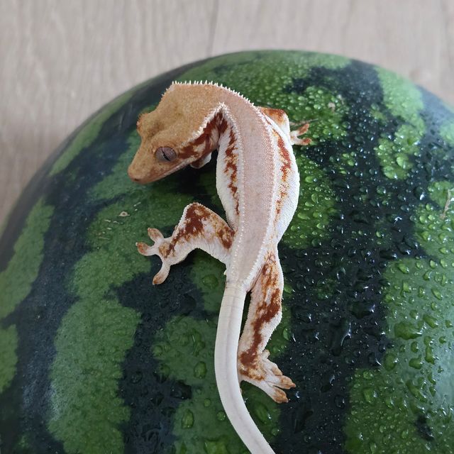 릴리화이트 레드