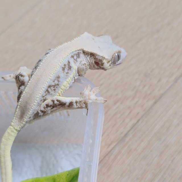 릴리화이트 솔리드백