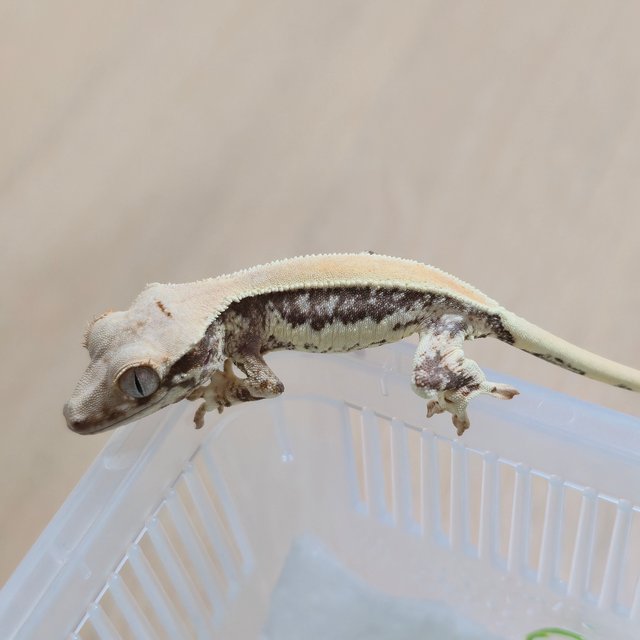 릴리화이트 솔리드백