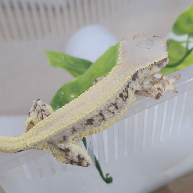 릴리화이트 솔리드백