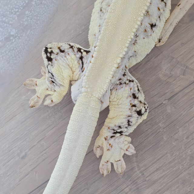 릴리화이트 솔리드백