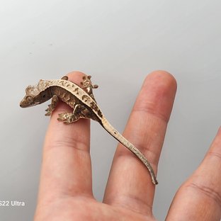 트라이 노멀 익스트림할리퀸