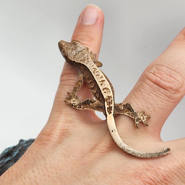 트라이 노멀 익스트림할리퀸