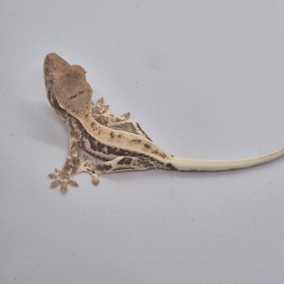 프라푸치노