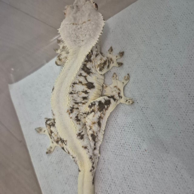 릴리화이트 솔리드백