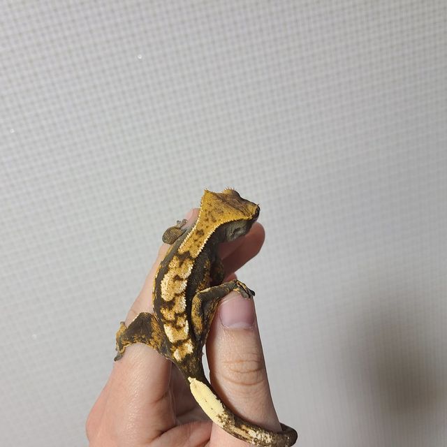 노멀 할리퀸 다크