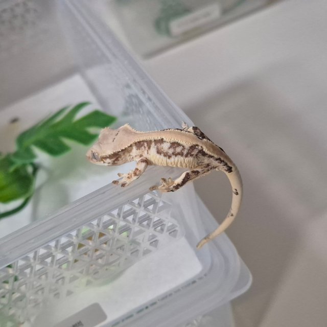 릴리화이트 솔리드백