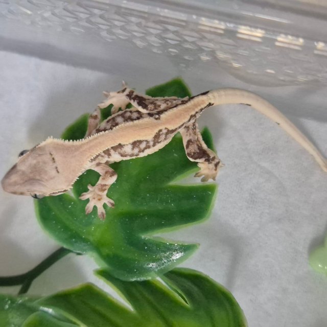 릴리화이트 솔리드백