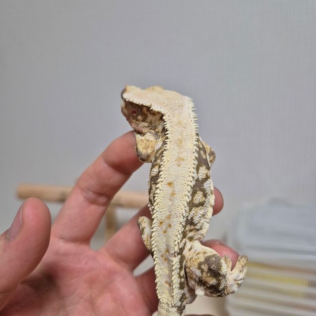 릴리화이트 트라이 핀스트라이프