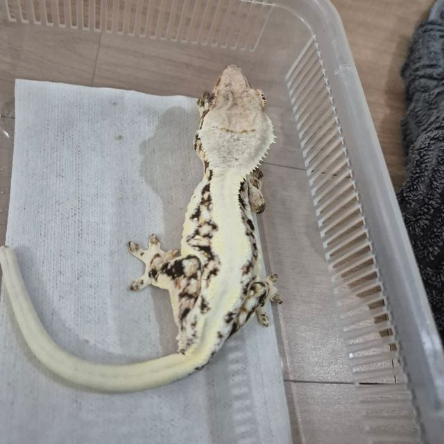 릴리화이트 솔리드백