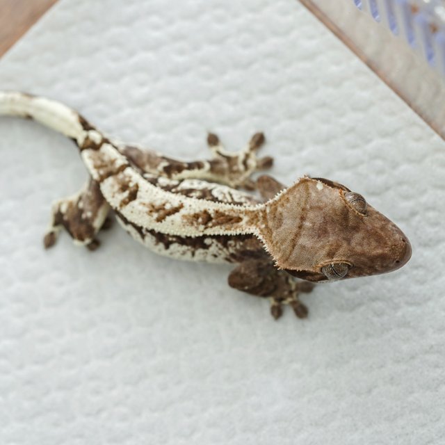 트라이 카푸치노