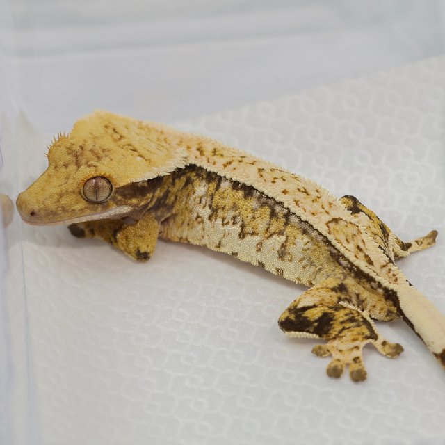 노멀 트라이 드리피 화이트스팟