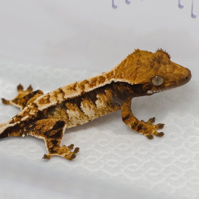 노멀 텐저린 트라이