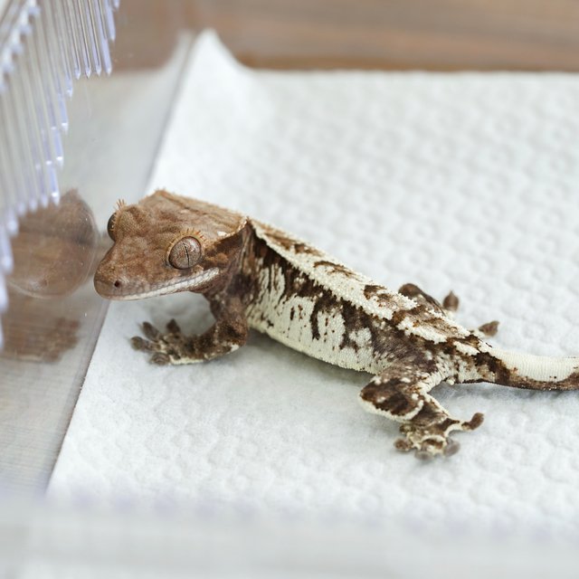 트라이 카푸치노