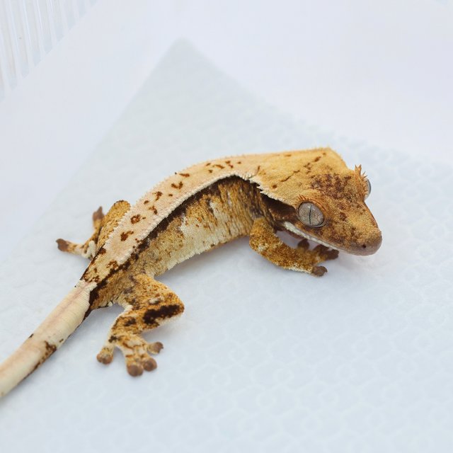 노멀 트라이 드리피 화이트스팟