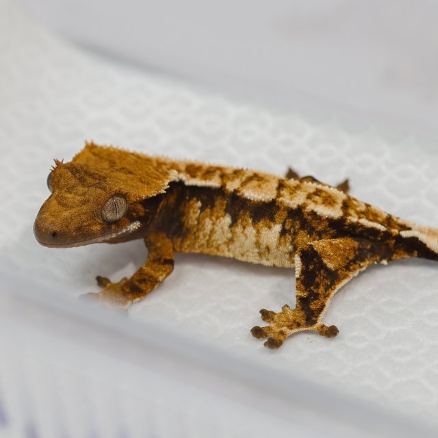 노멀 텐저린 트라이