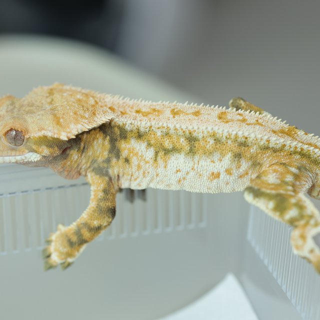 트라이 드리피 화이트스팟