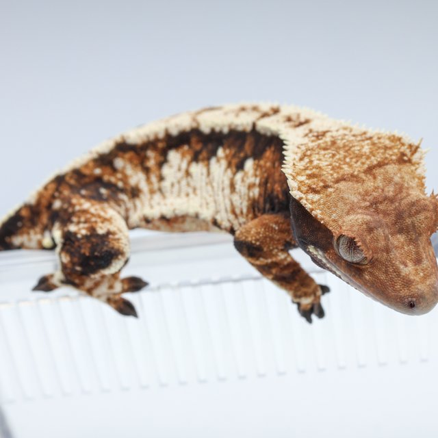 노멀 트라이 화이트스팟