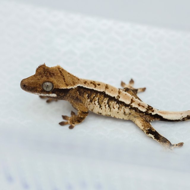 노멀 트라이 화이트스팟