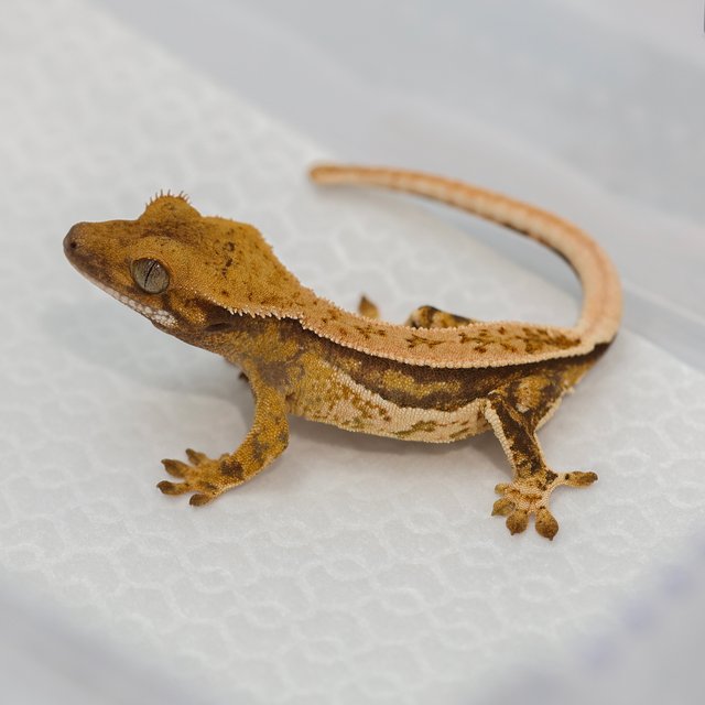 노멀 트라이 쿼드