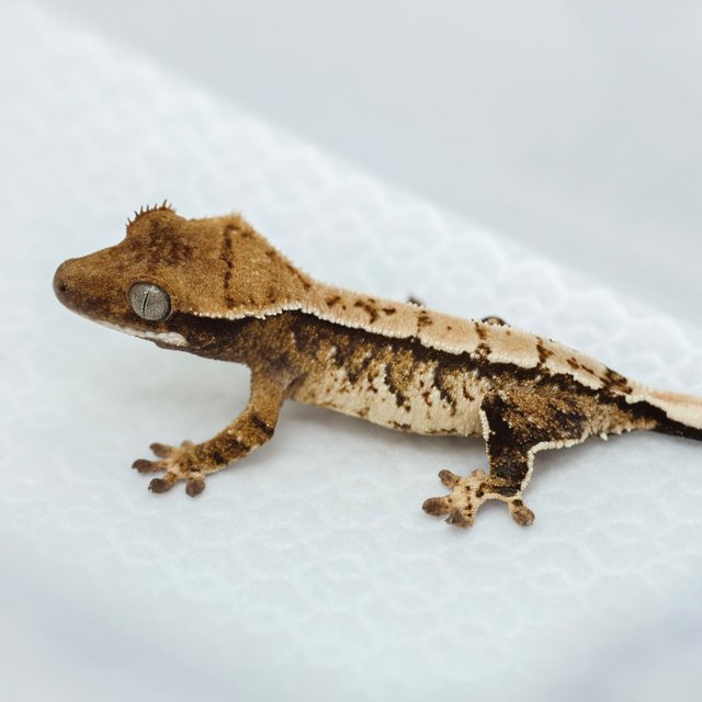 노멀 트라이 화이트스팟