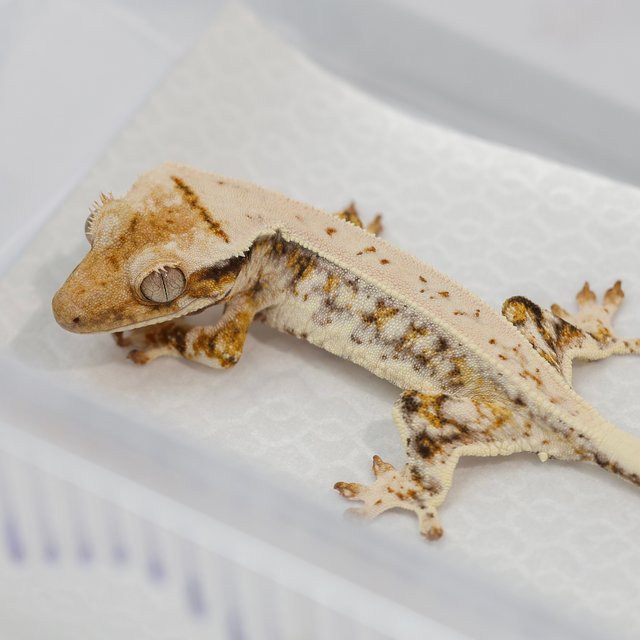 트라이 릴리화이트