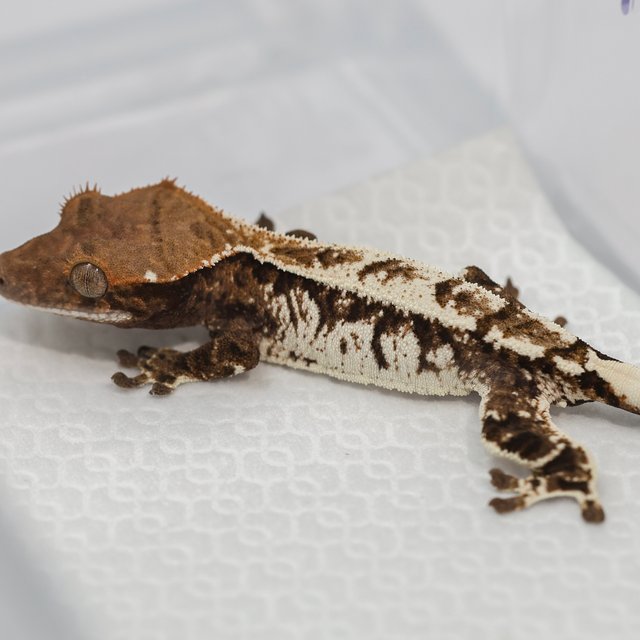 트라이 카푸치노