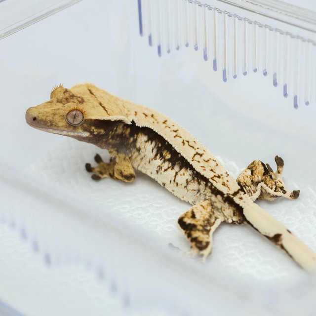 노멀 드리피 화이트스팟