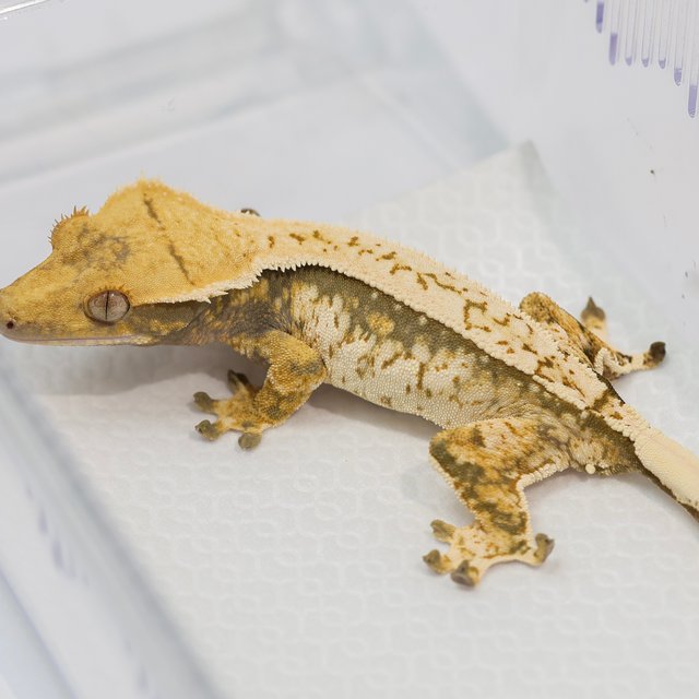 노멀 트라이 드리피 화이트스팟