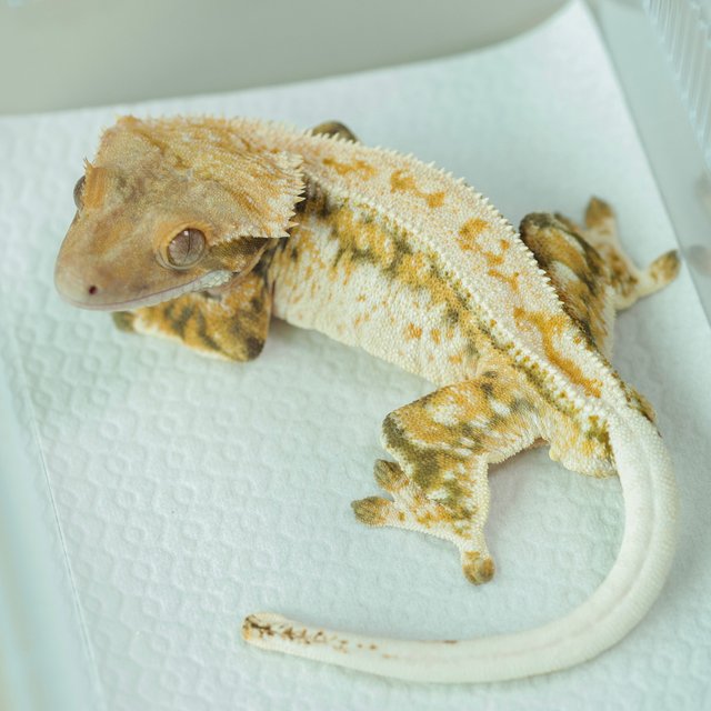 트라이 드리피 화이트스팟