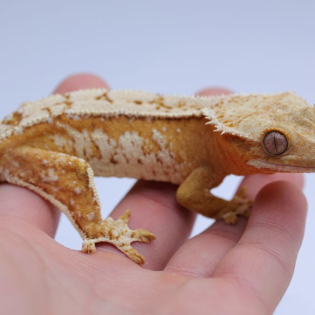 크림시클