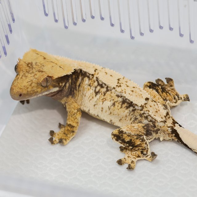 노멀 트라이 드리피 화이트스팟