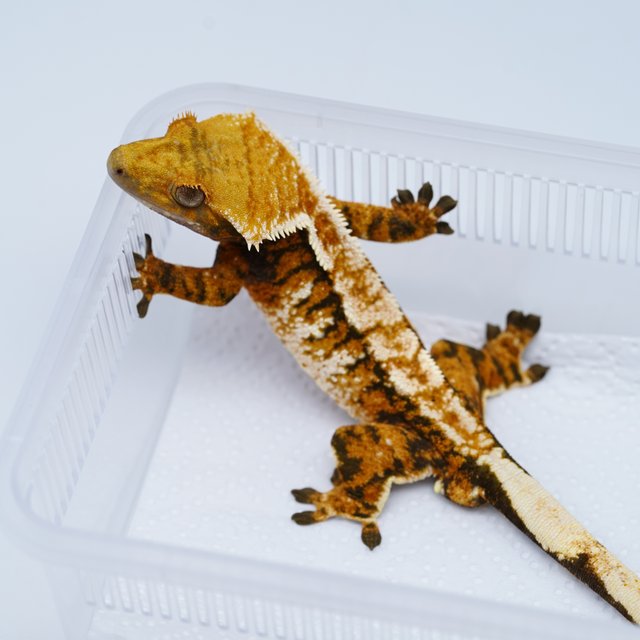 노멀 트라이 익스트림할리퀸