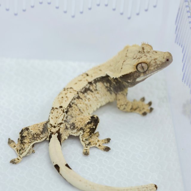 노멀 드리피 화이트스팟