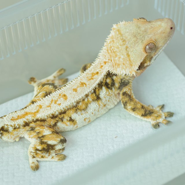 노멀 트라이 쿼드 드리피 화이트스팟