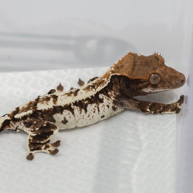 트라이 카푸치노