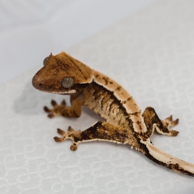 노멀 트라이 화이트스팟