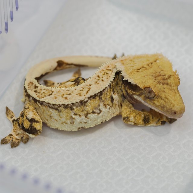 노멀 트라이 드리피 화이트스팟