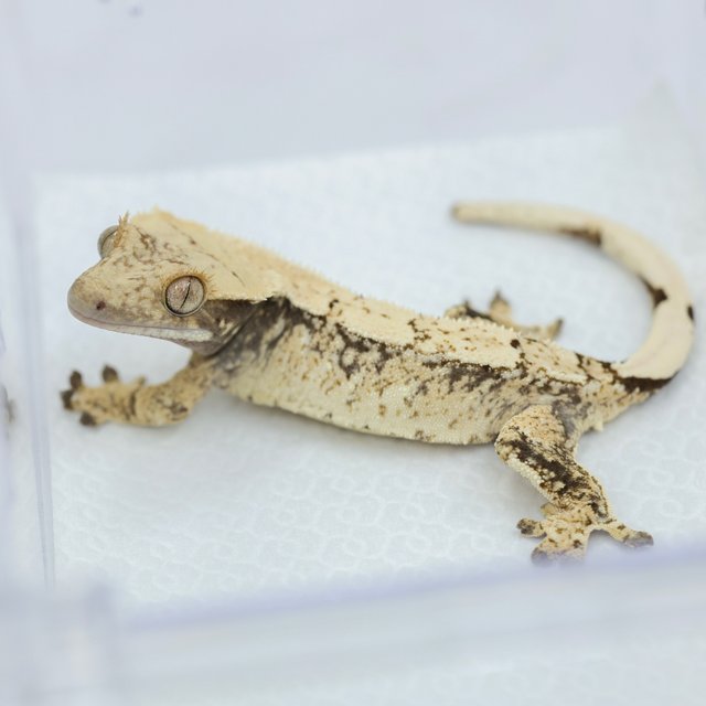 노멀 드리피 화이트스팟