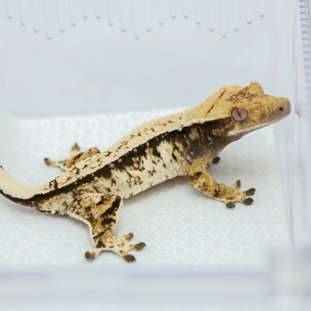 노멀 드리피 화이트스팟