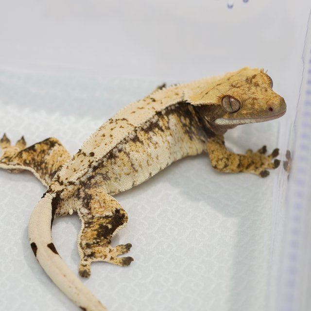 노멀 트라이 드리피 화이트스팟