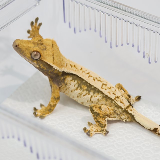 노멀 트라이 드리피 화이트스팟