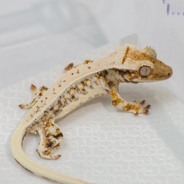 트라이 릴리화이트