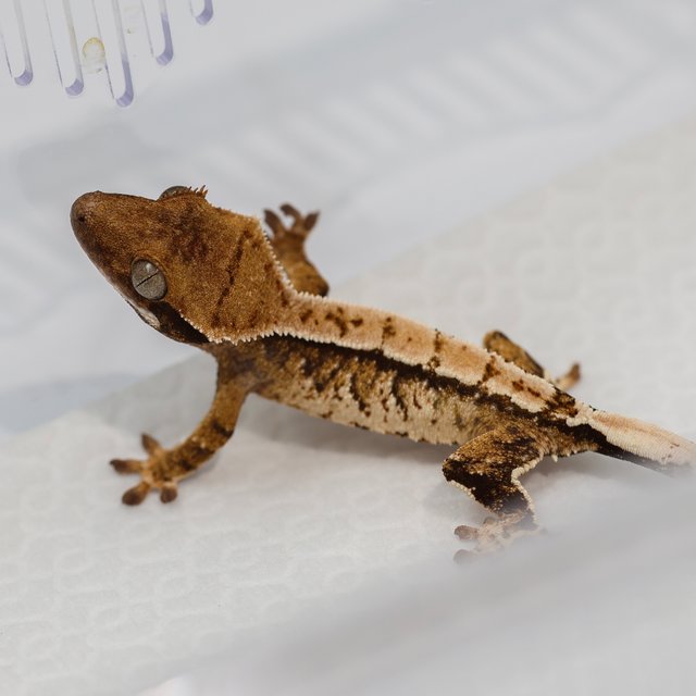 노멀 트라이 화이트스팟