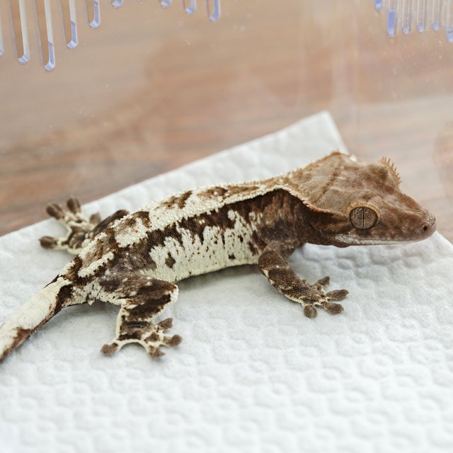 트라이 카푸치노