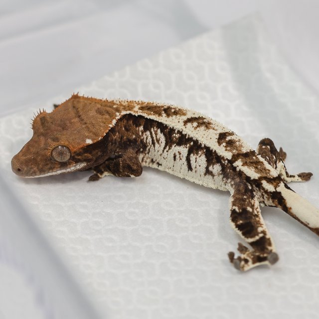 트라이 카푸치노