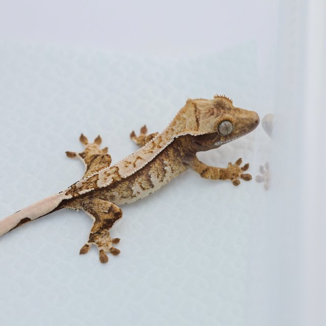 노멀 트라이 드리피 화이트스팟