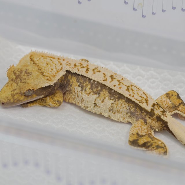 노멀 트라이 드리피 화이트스팟